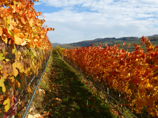 Rebzeile Nebbiolo